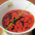 Goji Berries (Lycium barbarum)